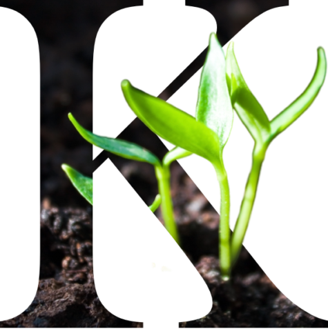 Buchstabe K mit Keimen Der Großbuchstabe K in dem man Erde sieht, grüne Pflanzenkeime wachsen aus dem K und darüber hinaus