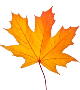 Ein orangenes Ahornblatt